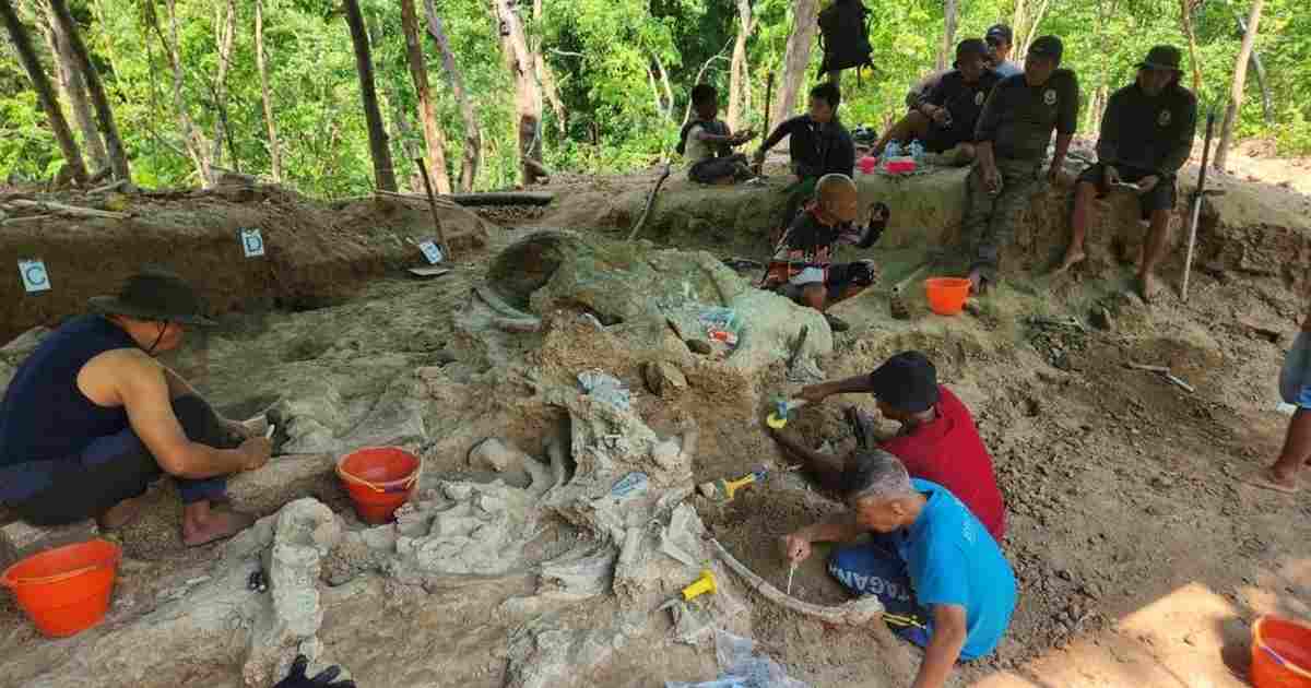 Fosil Gajah Stegodon Raksasa Ditemukan Utuh Di Nganjuk 1 Gajah